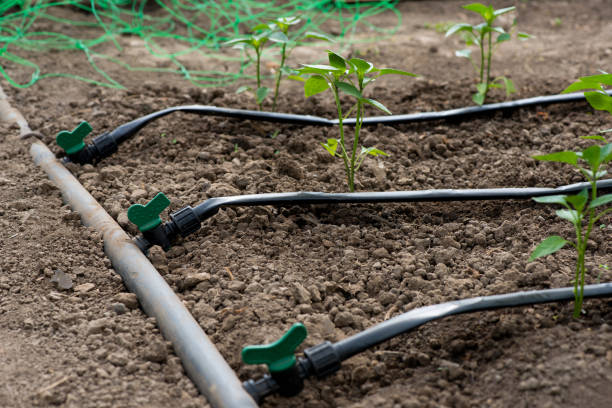 drip irrigation