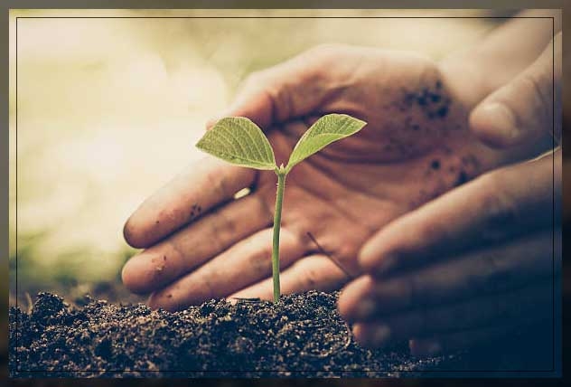 germination of seeds 1