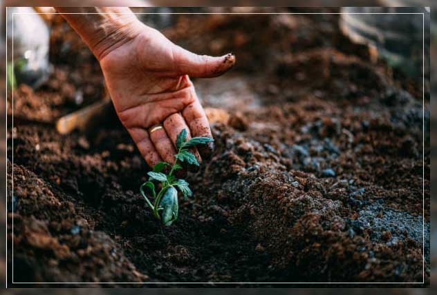 germination of seeds 3