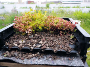 endless ways to gain from making a green roof