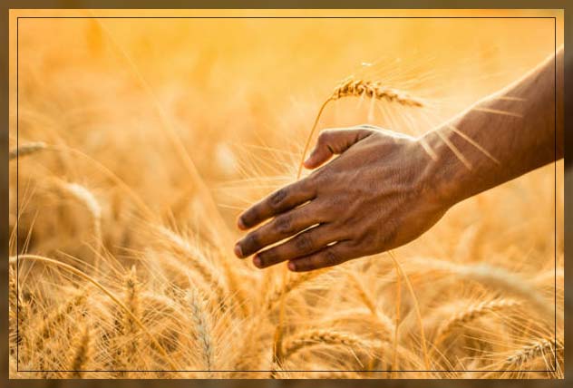 Organic farming 12