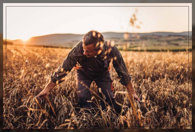 Organic farming in UAE 11