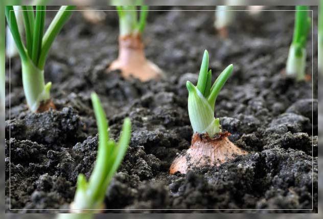 Organic farming in UAE 13