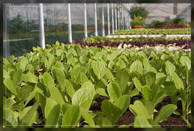 Organic farming in UAE 14