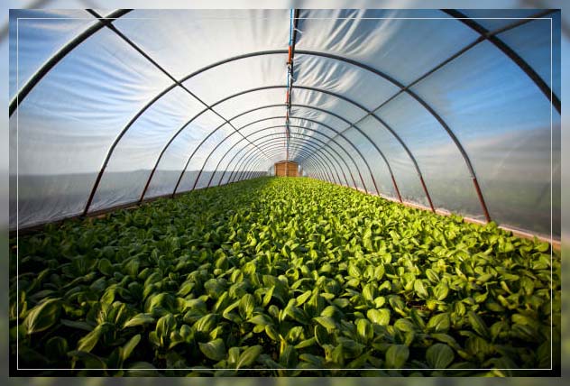 Organic farming in UAE 15