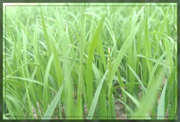 Organic farming in UAE 17