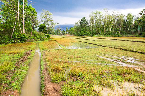 Rainwater Harvesting 1