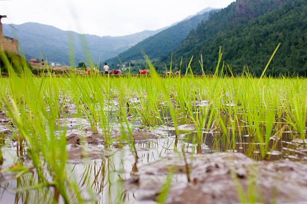 Rainwater Harvesting 6