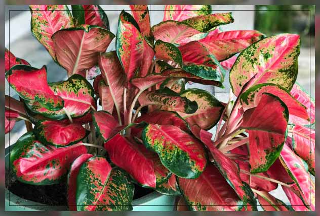 Red Aglaonema(1)