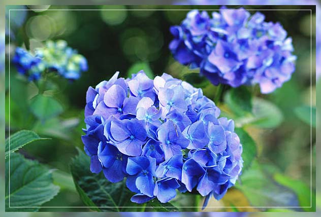 hydrangea flower in park