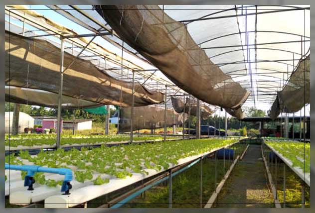 aquaponics