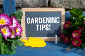 learn the basics of gardening