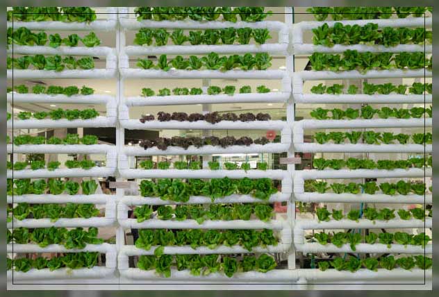 controlled environment agriculture 4