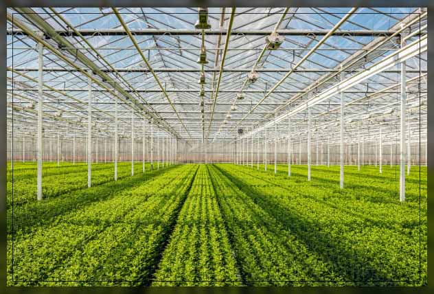 controlled environment agriculture 5