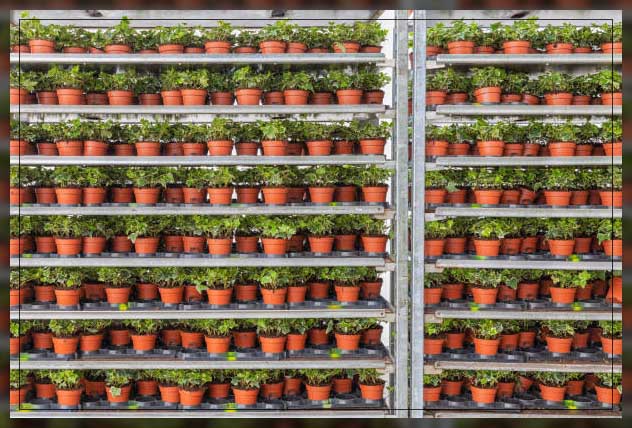 dutch bucket grow system