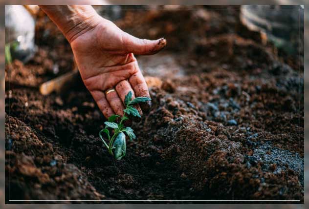 basics of gardening fruits and vegetables