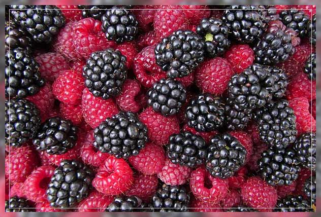 raspberries and blackberries
