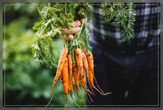 man harvesting carrots