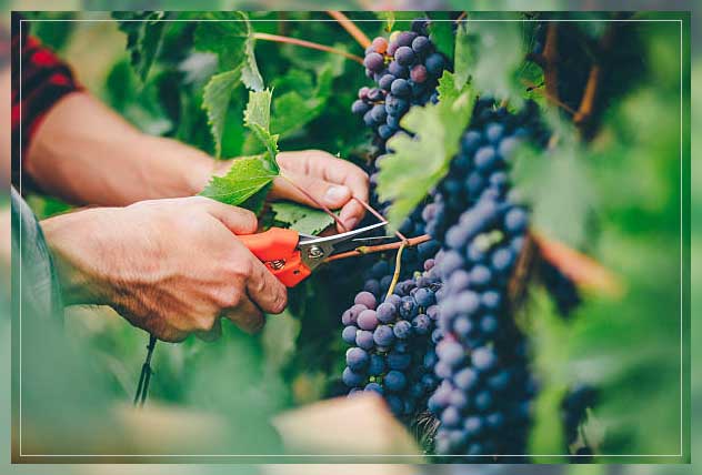 man plucking grapes
