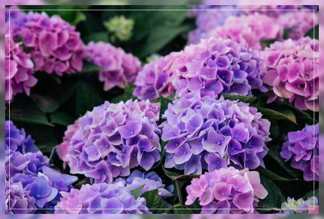 hydrangea flower