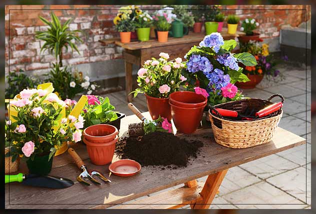 caring for plants in pots on rooftop