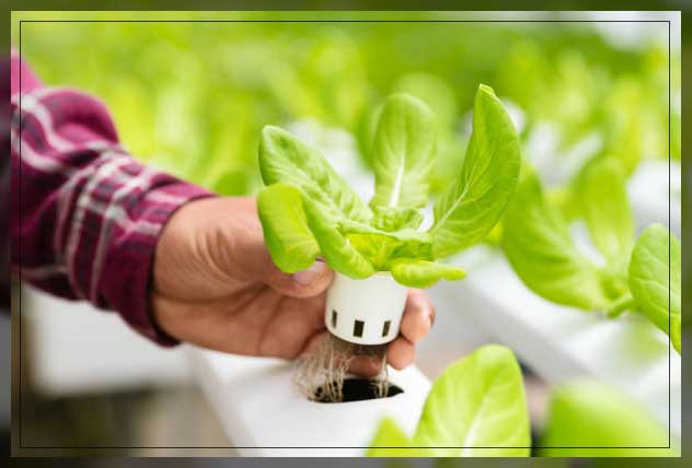 hydroponics