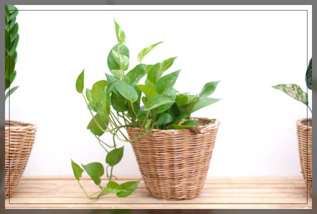 indoor plants dubai, pothos