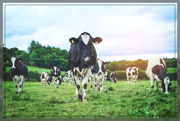 industrial farming 3