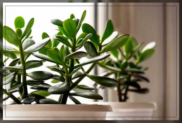 jade plant