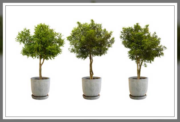 using potted plants