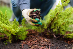 mulch is essential for gardening 