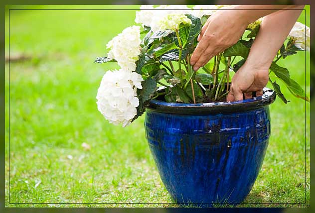 adding mulch to hydrangea flowers