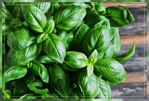 adapting natural repellents