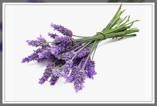 lavender as mosquito repellent