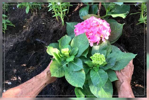 woman planting hydrangea flower
