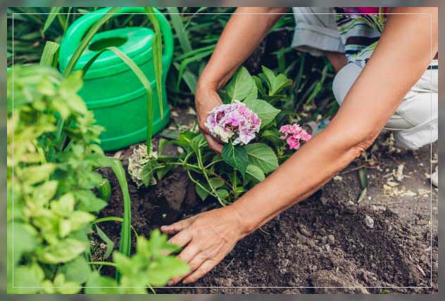 woman planting flowers in a garden