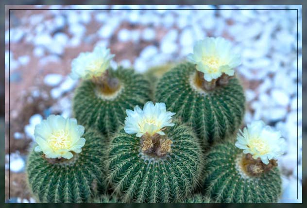 drought tolerant plant