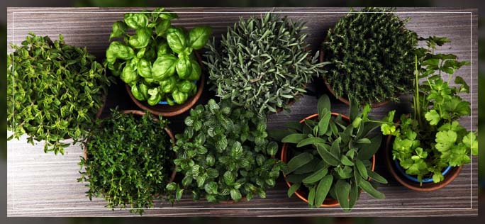 growing container-led produce