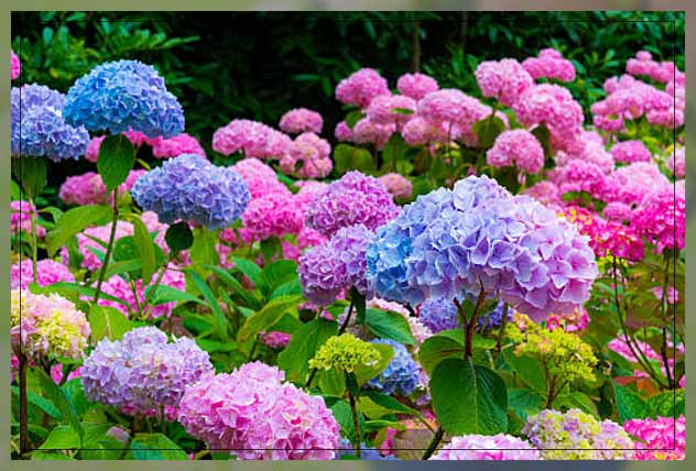 types of hydrangea flower in a garden