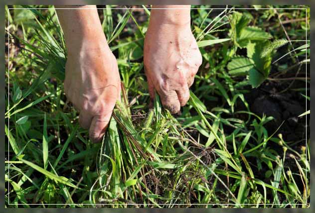 weed control