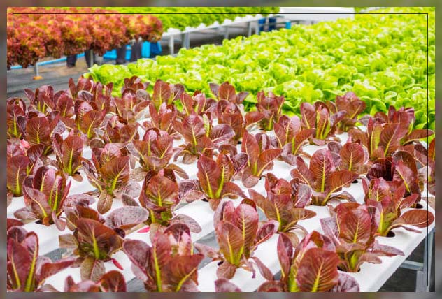 Aquaponic farming 11