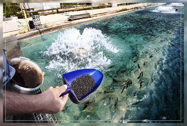 Aquaponic farming 12