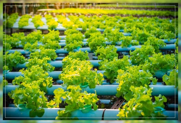 Aquaponic farming 13