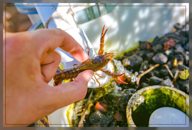 Aquaponic farming 14
