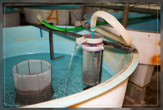 Aquaponic farming 15