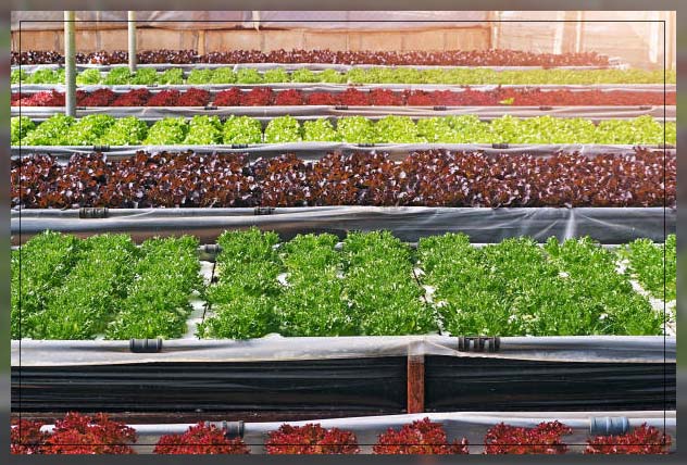 Aquaponic farming 16