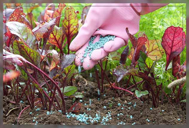 Chemical fertilizers 12