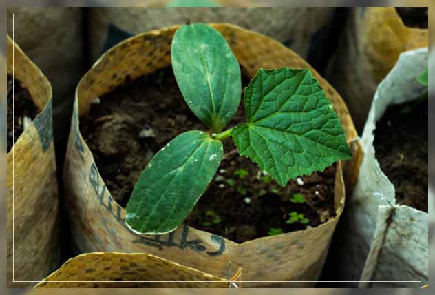 Chemical fertilizers 15