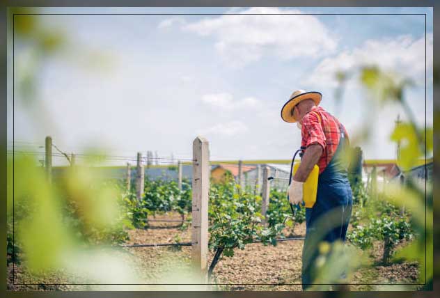 Chemical fertilizers 18