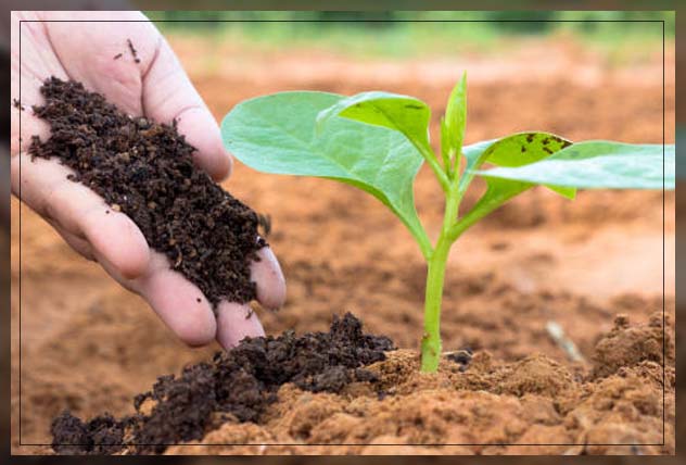 Organic fertilizer 11